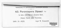 Peronospora dipsaci image
